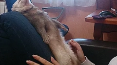 Vicces tények a görényekről